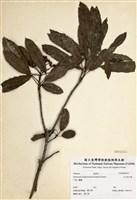 藏品(玉山假沙梨)的圖片